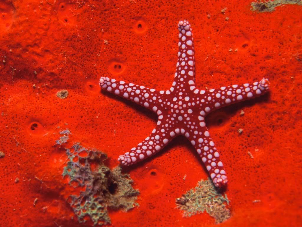 RedStarfish.jpg