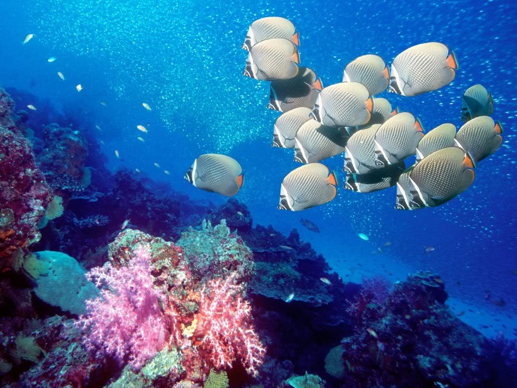 RedtailButterflyfish.jpg