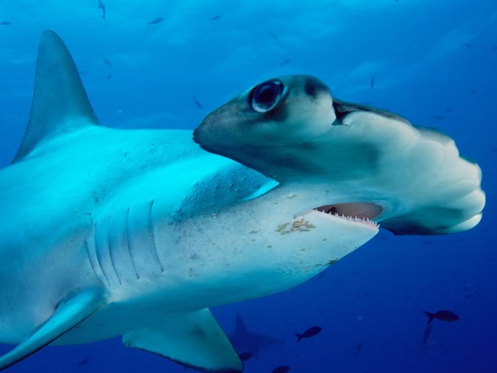 ScallopedHammerhead.jpg