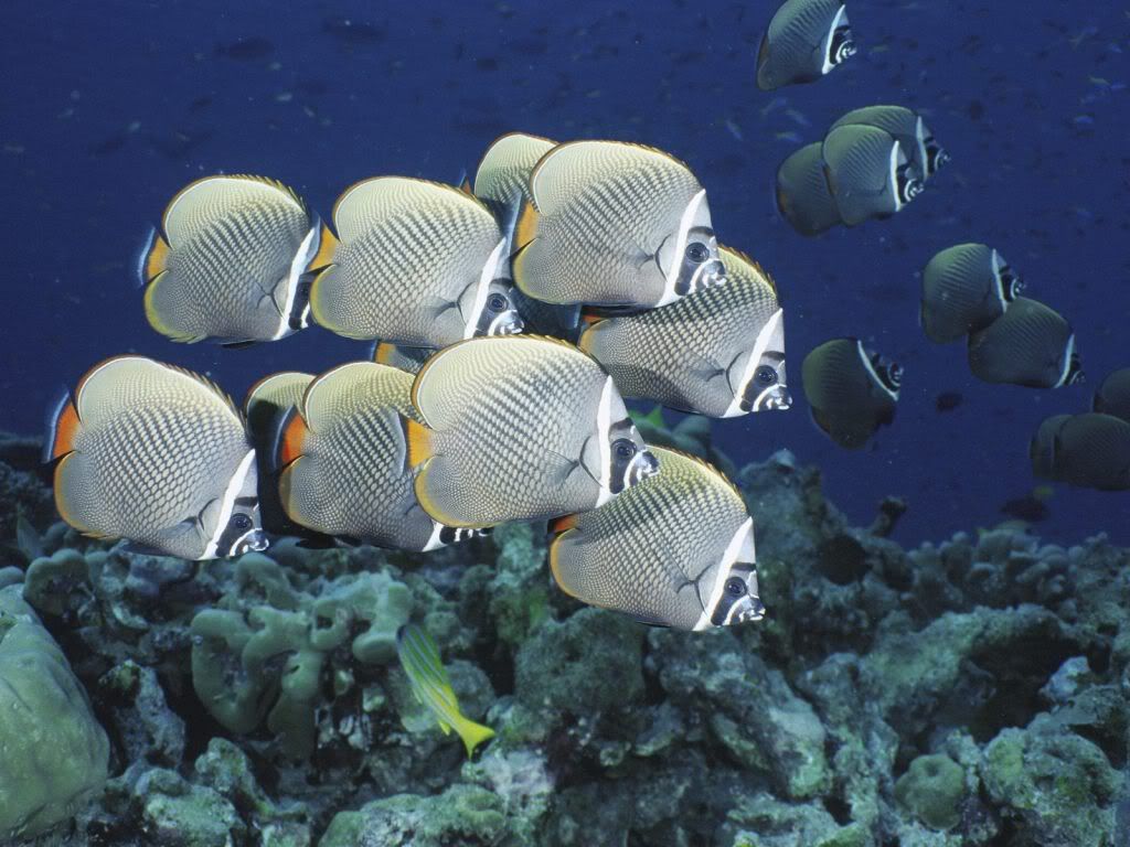 SchoolofCollaredButterflyfishThaila.jpg