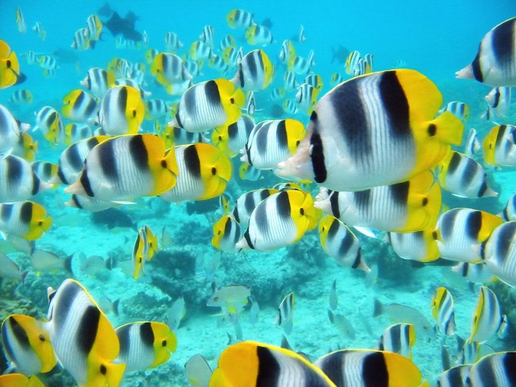 SchoolofTropicalFishTahiti.jpg
