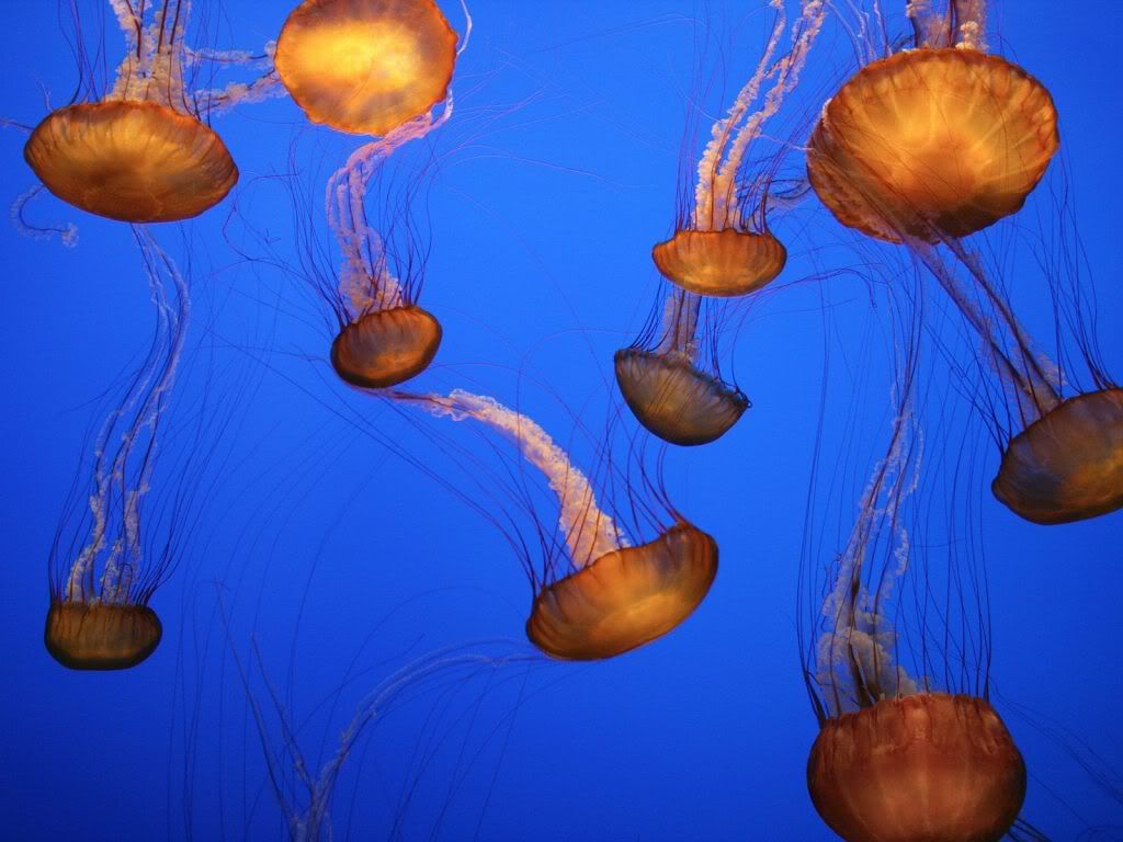 SeaNettlesMontereyBayAquariumCalifo.jpg