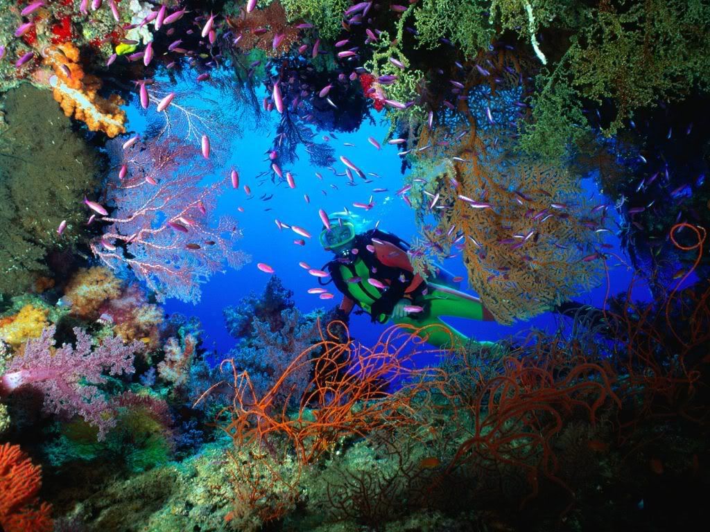 SoftCoralEmbellishedCaveFiji.jpg