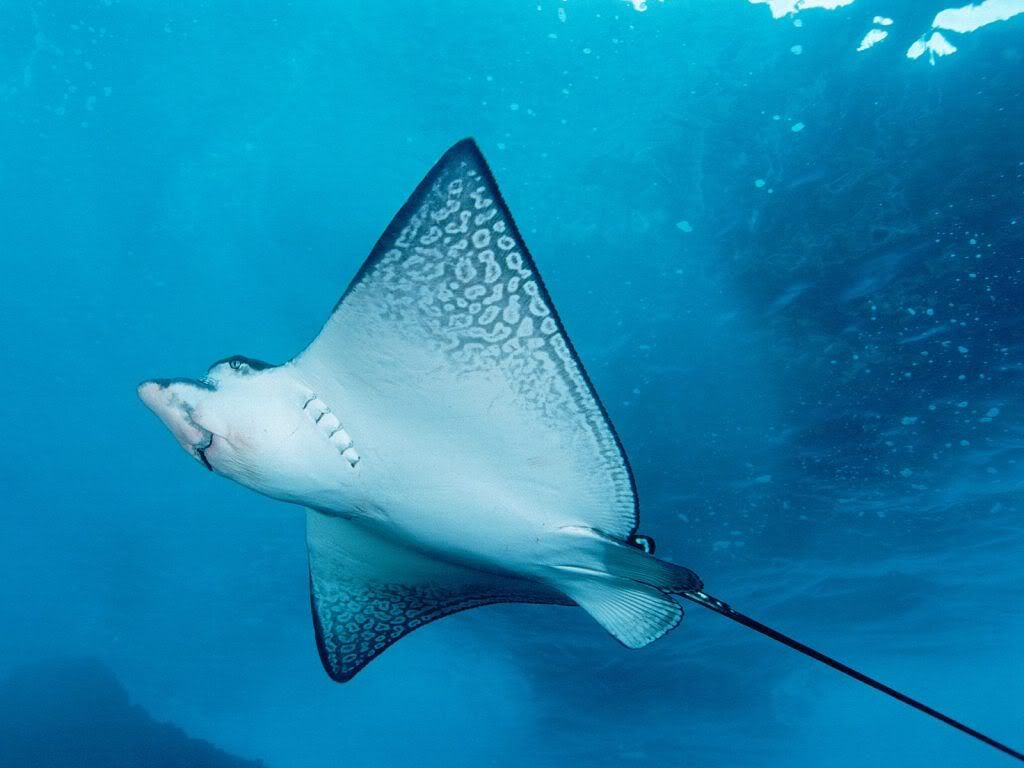 SpottedEagleRay.jpg