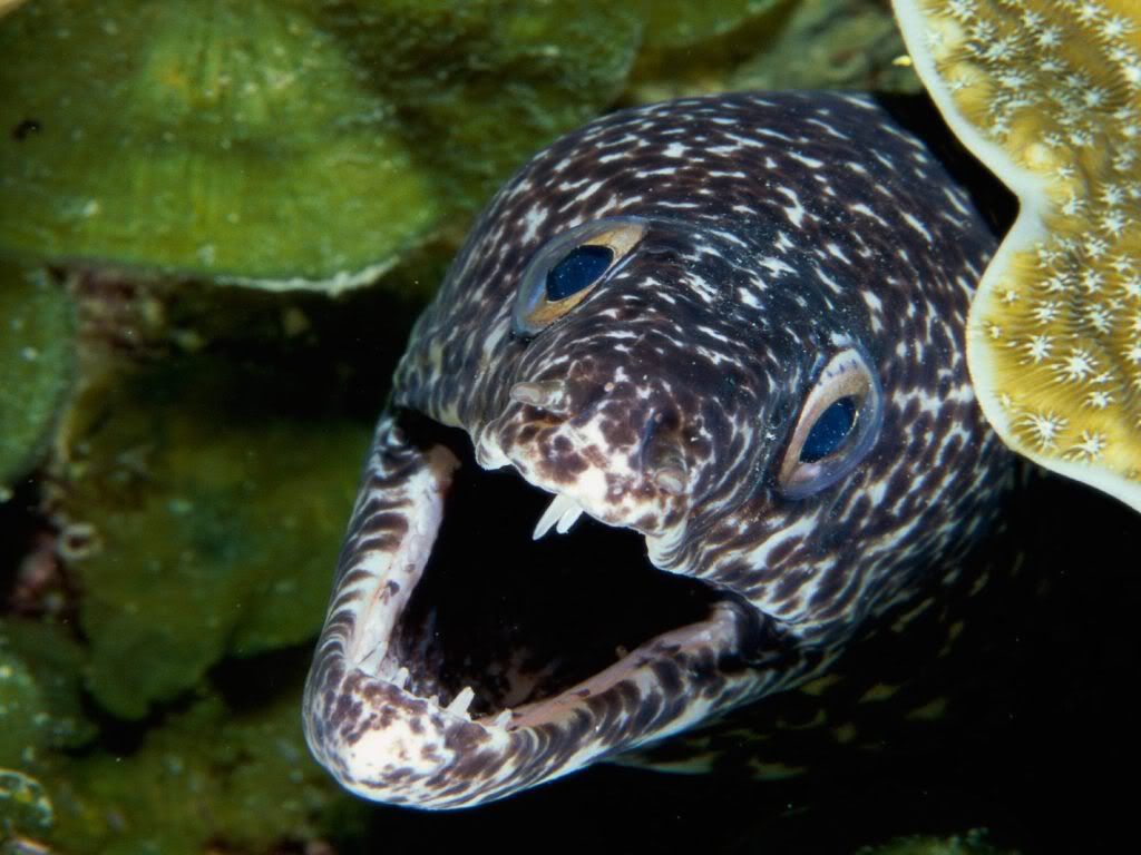 SpottedMorayEel.jpg