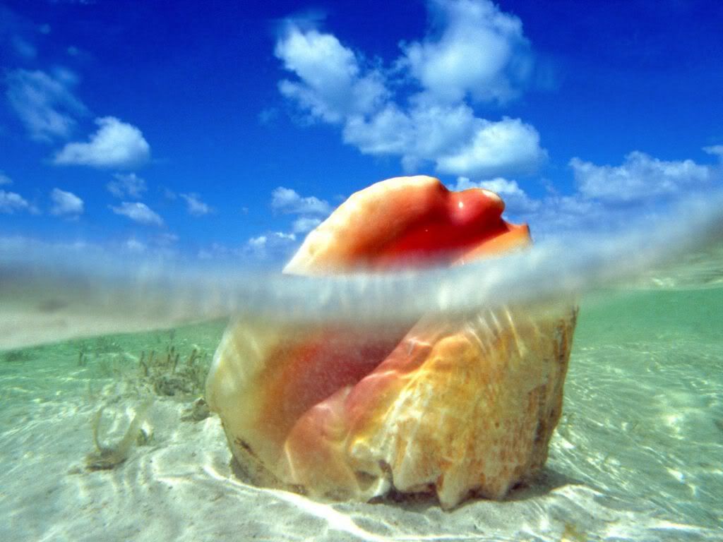 SunkenTreasureConchShellBahamas.jpg