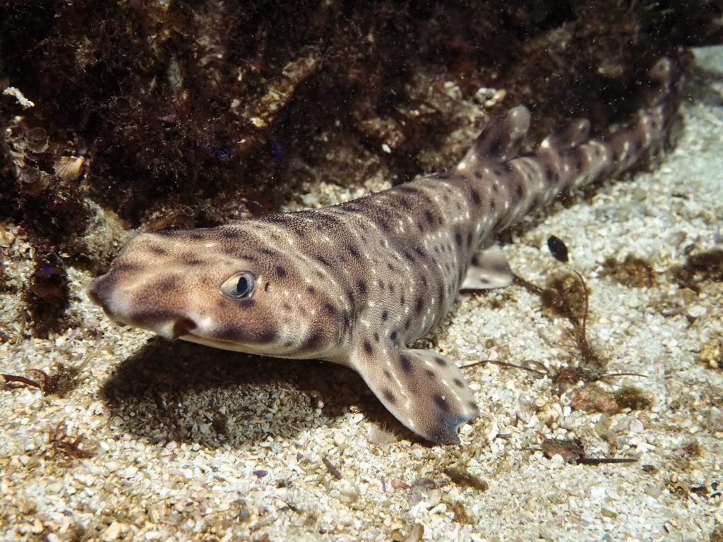 SwellShark.jpg