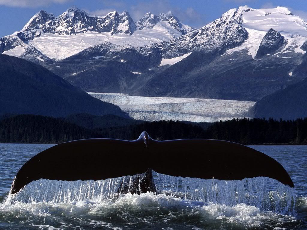 TailGlide.jpg