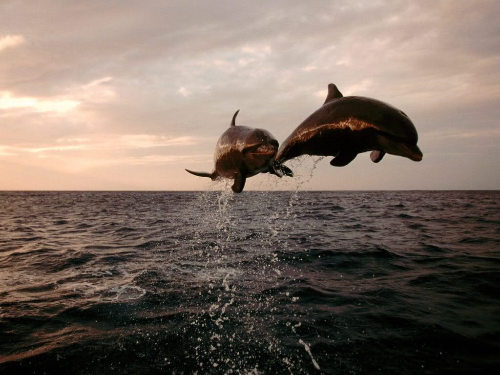 TakingFlightBottlenoseDolphins.jpg