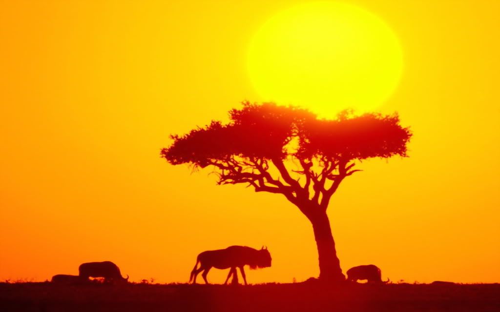 WildebeestHerdAfrica.jpg