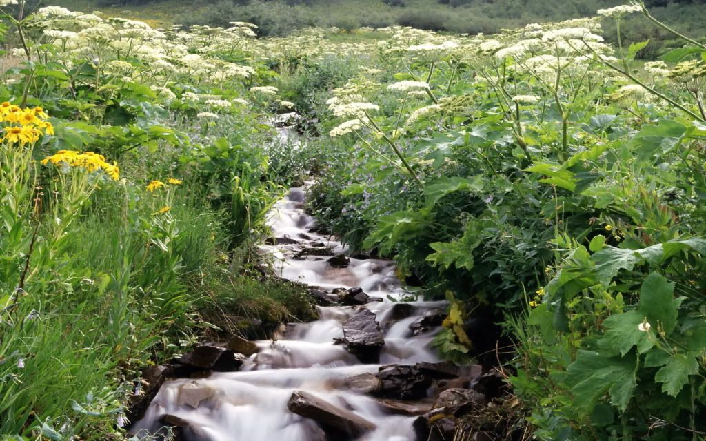 WildflowersBorderaMountainStreamWhi.jpg