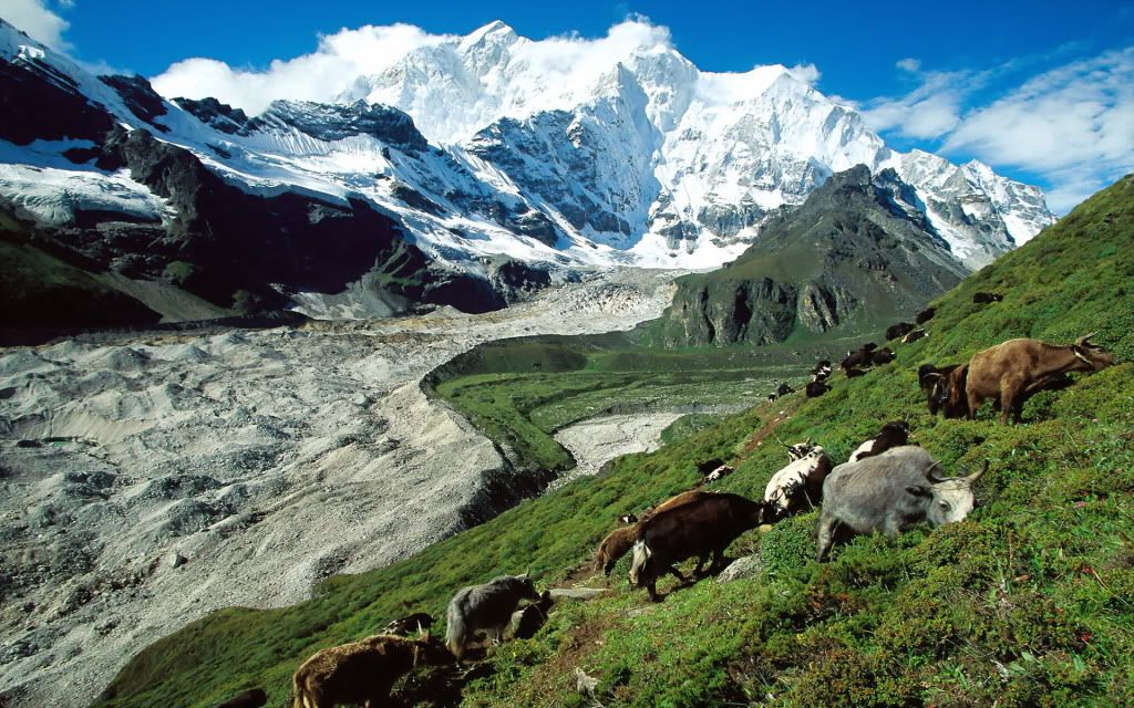 YakHerdingKangshungGlacierTibet.jpg